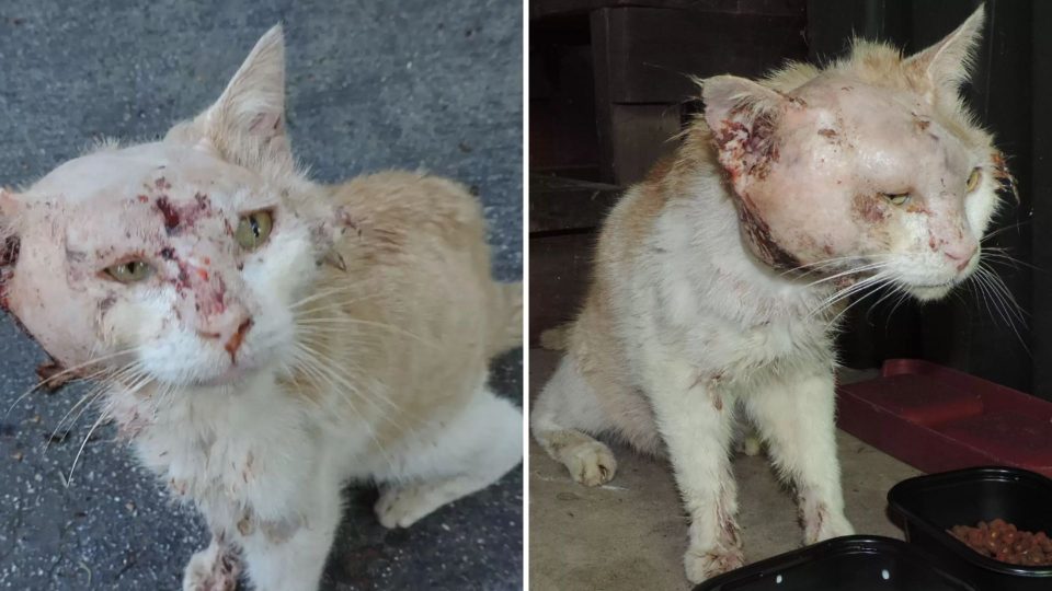 This image has an empty alt attribute; its file name is This-Stray-Was-So-Badly-Injured-People-Could-Barely-Recognize-He-Was-A-Cat-960x540-1.jpg